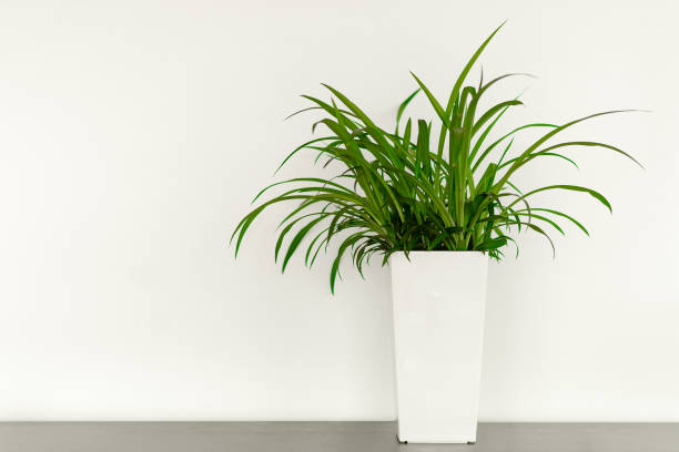 Planten links